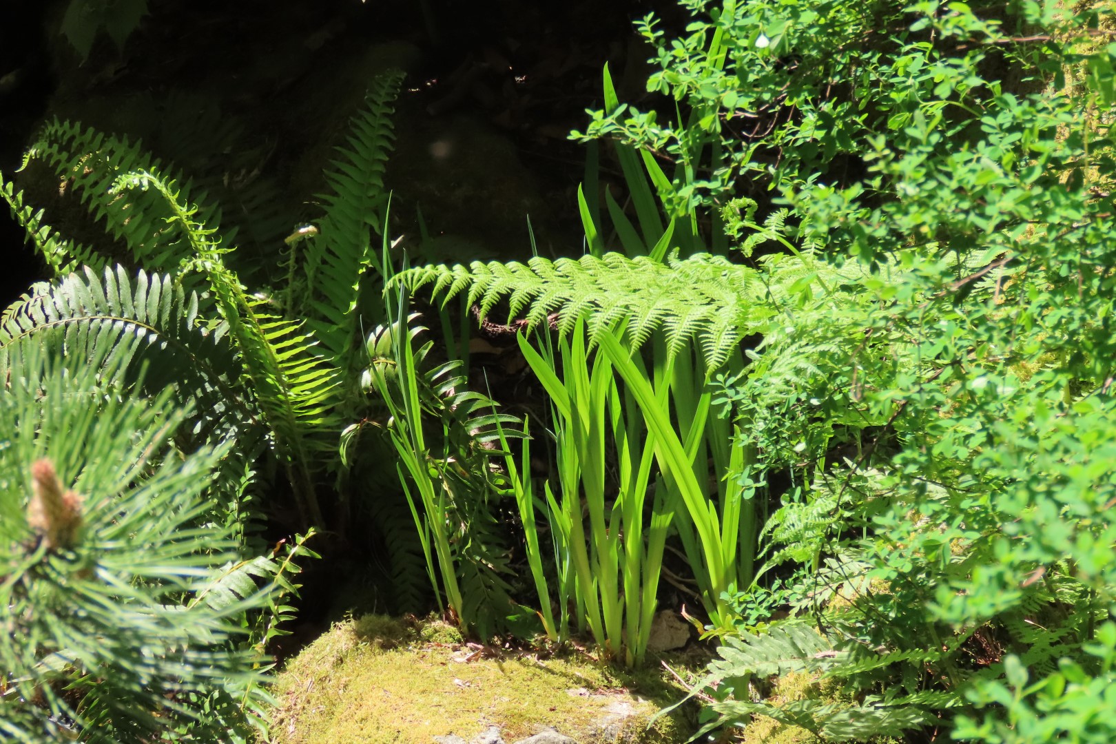 Bellevue Washington Botanical Gardens 29 of 55 (#9774)