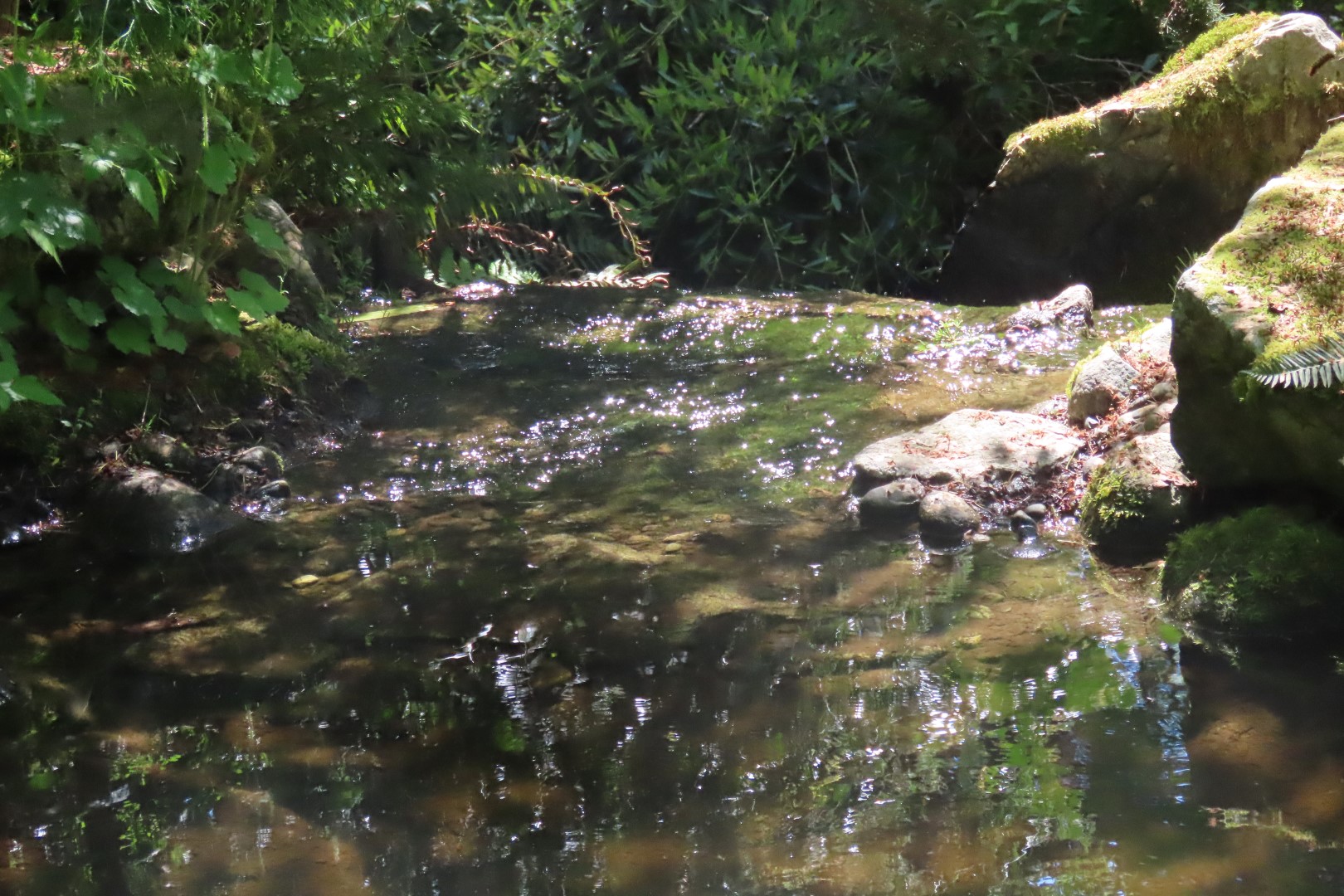 Bellevue Washington Botanical Gardens 30 of 55 (#9775)