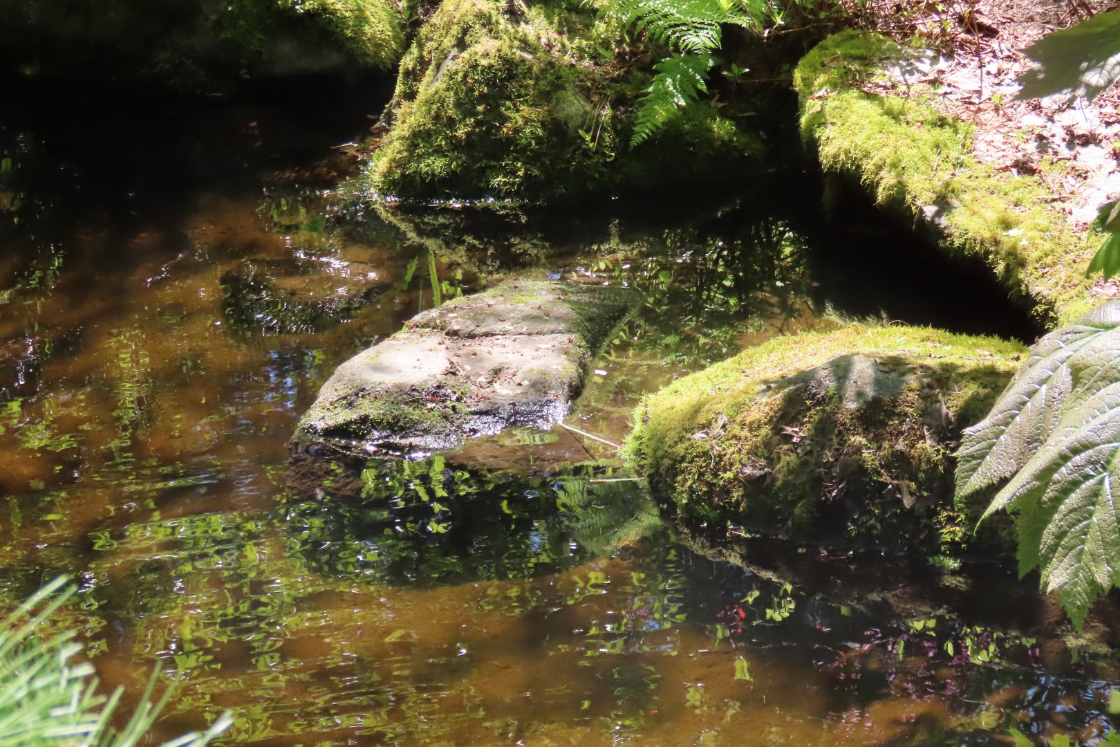 Bellevue Washington Botanical Gardens 31 of 55 (#9776)