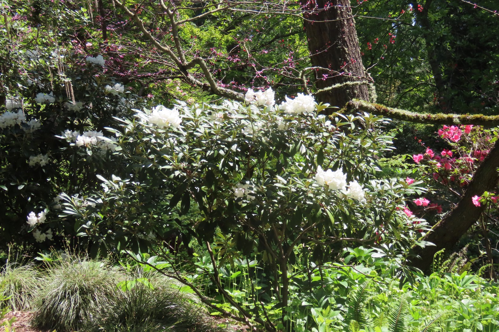 Bellevue Washington Botanical Gardens 33 of 55 (#9778)