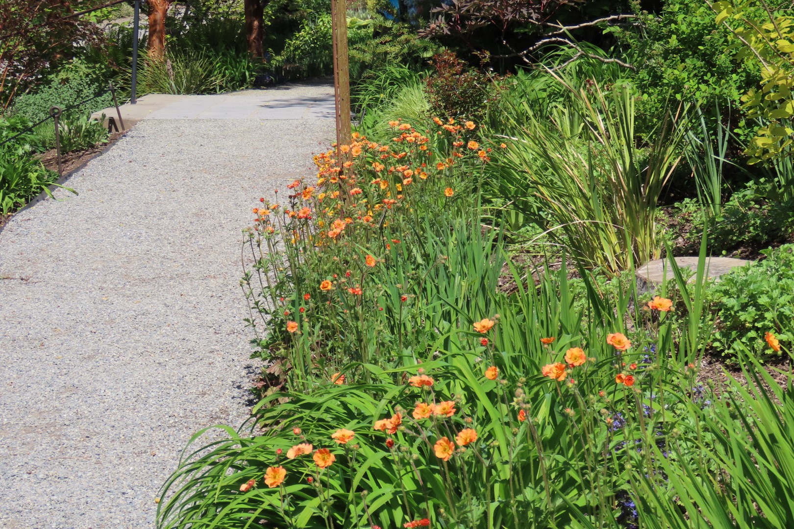 Bellevue Washington Botanical Gardens 36 of 55 (#9781)