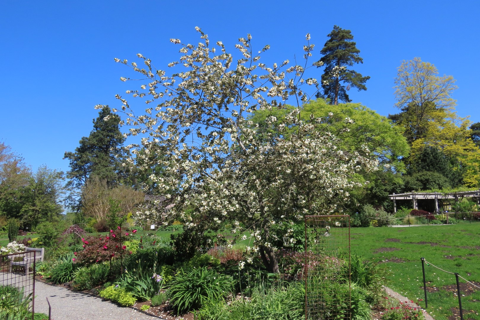 Bellevue Washington Botanical Gardens 37 of 55 (#9782)