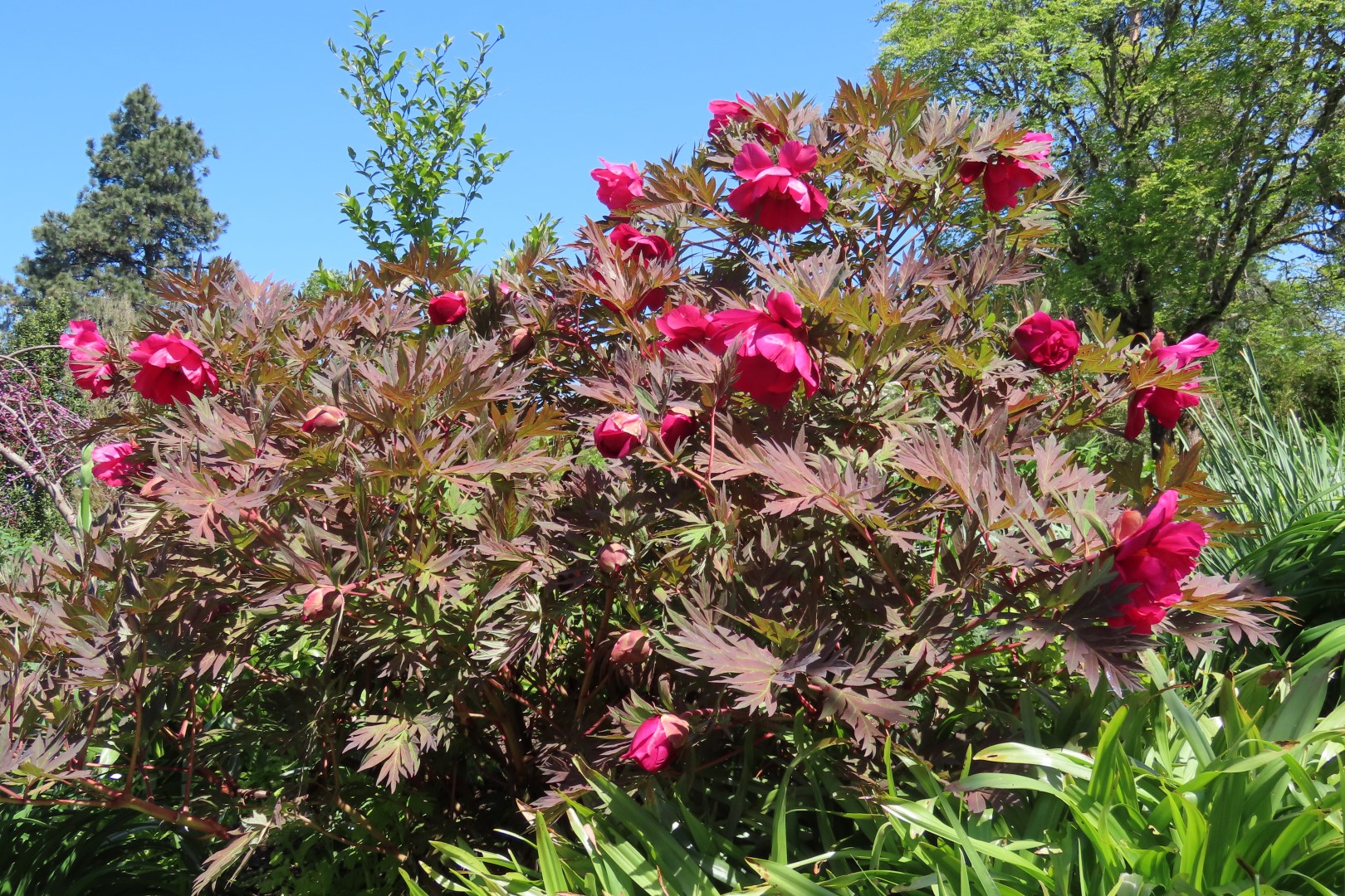 Bellevue Washington Botanical Gardens 38 of 55 (#9783)