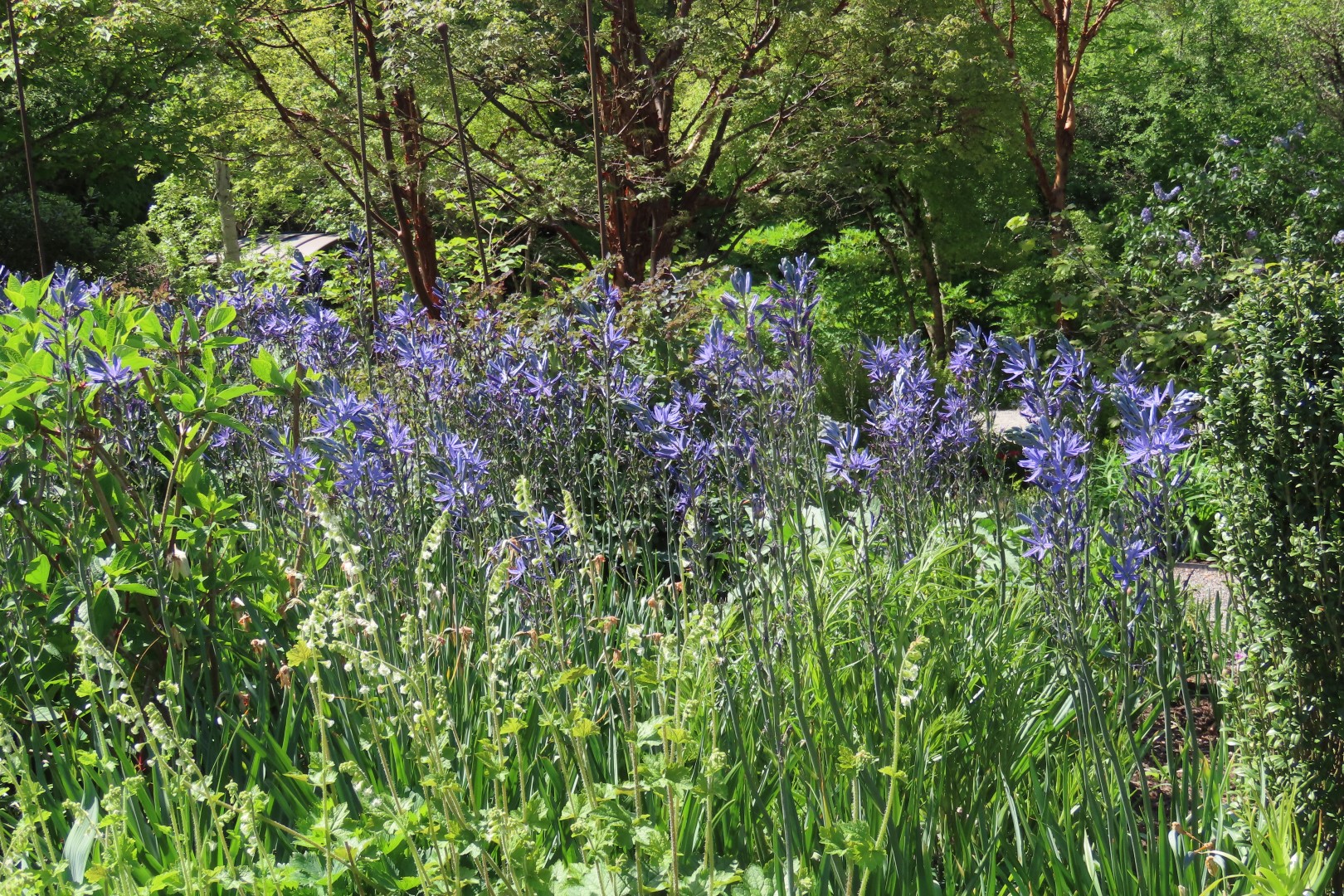 Bellevue Washington Botanical Gardens 39 of 55 (#9784)