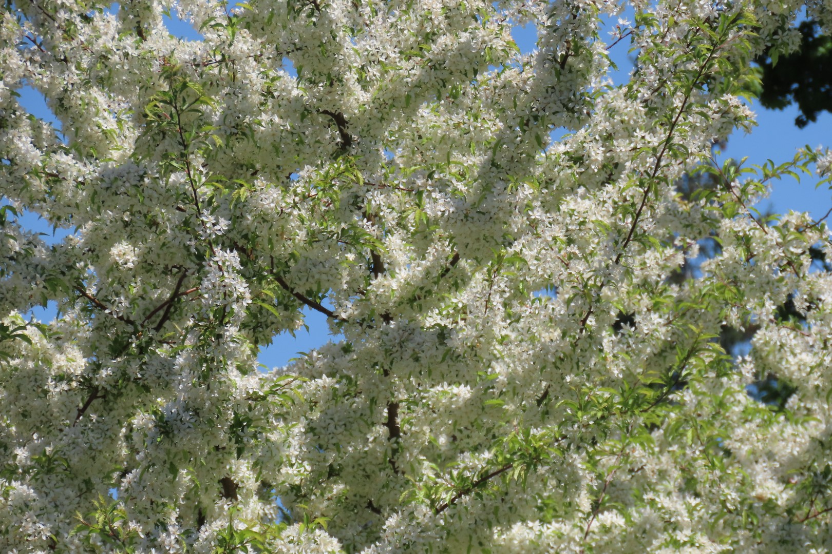 Bellevue Washington Botanical Gardens 42 of 55 (#9787)