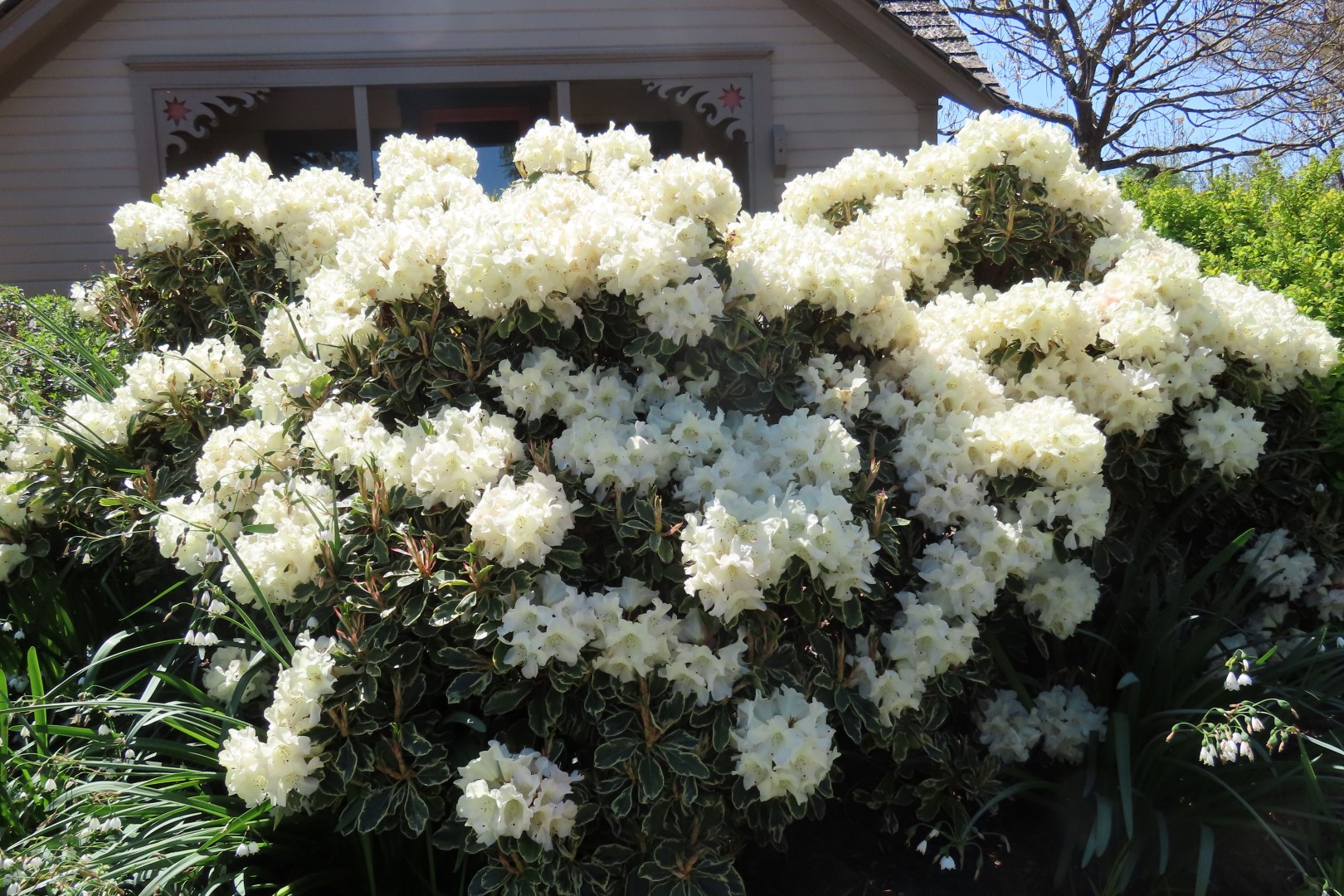 Bellevue Washington Botanical Gardens 46 of 55 (#9791)