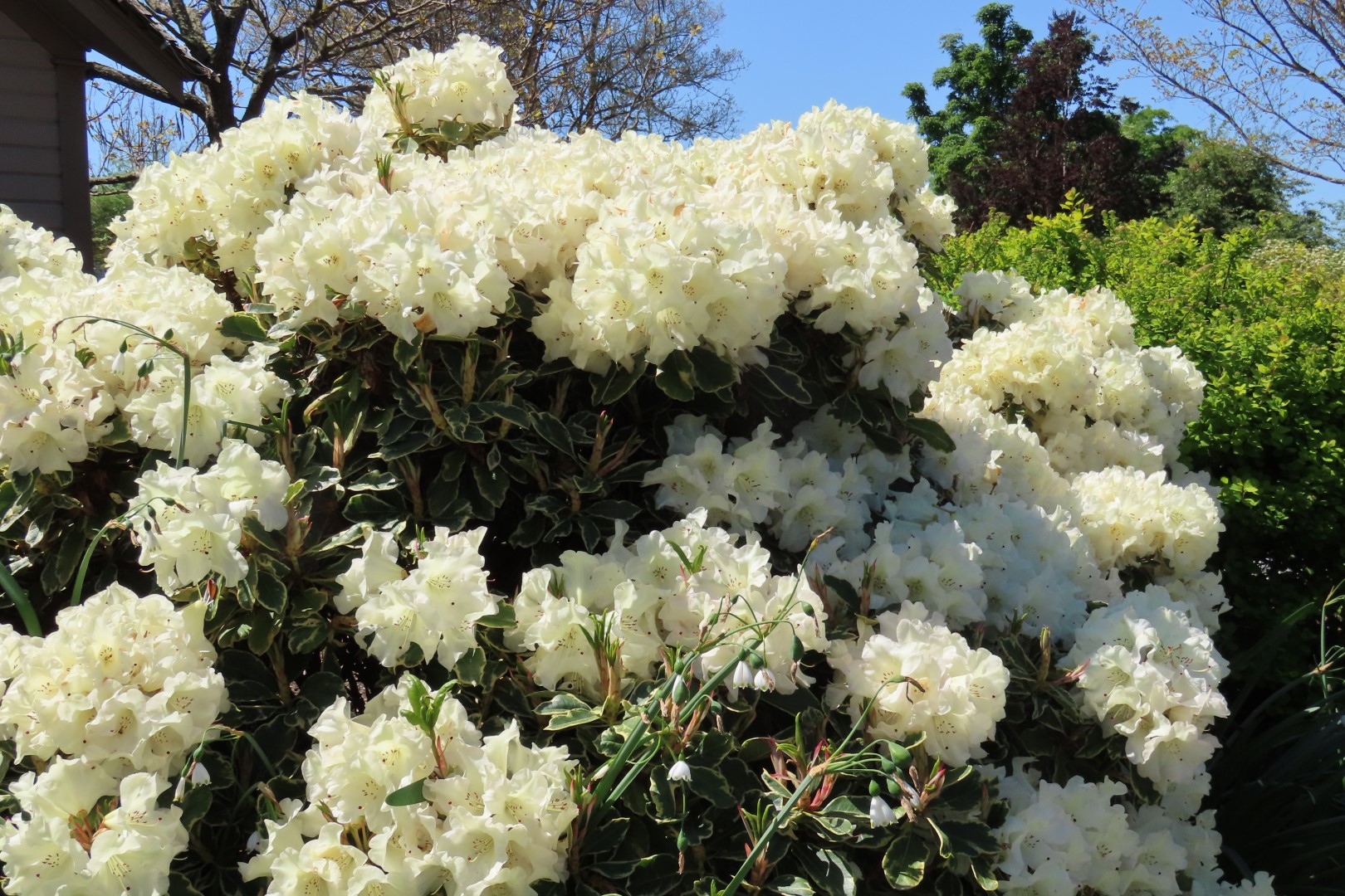 Bellevue Washington Botanical Gardens 47 of 55 (#9792)