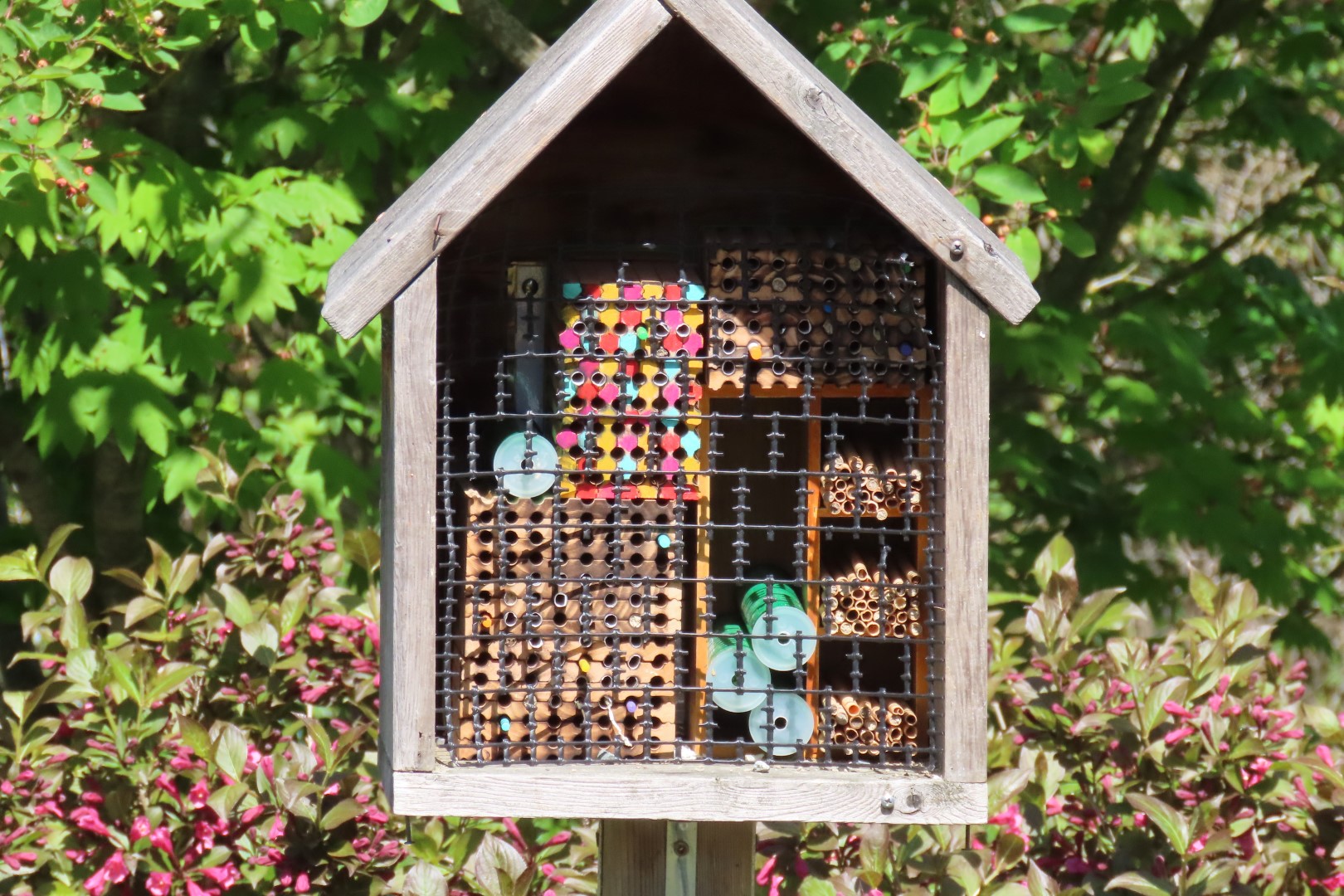 Bellevue Washington Botanical Gardens 48 of 55 (#9793)