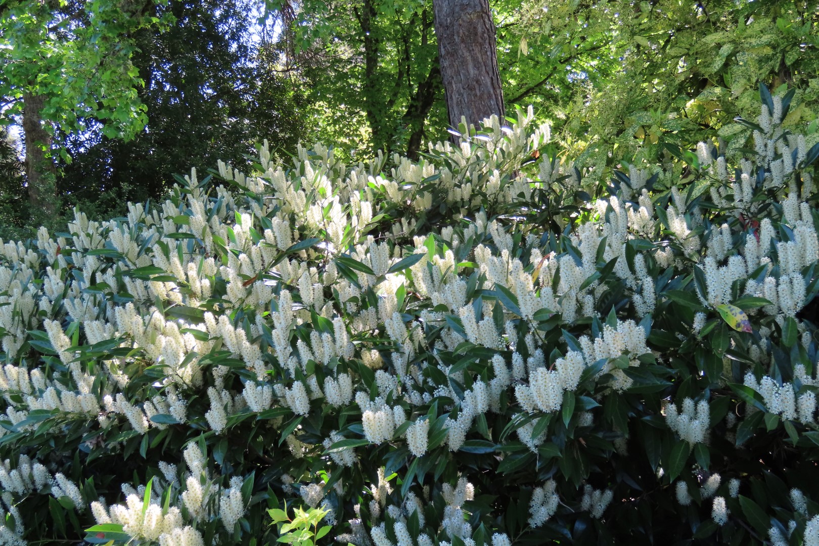 Bellevue Washington Botanical Gardens 50 of 55 (#9796)