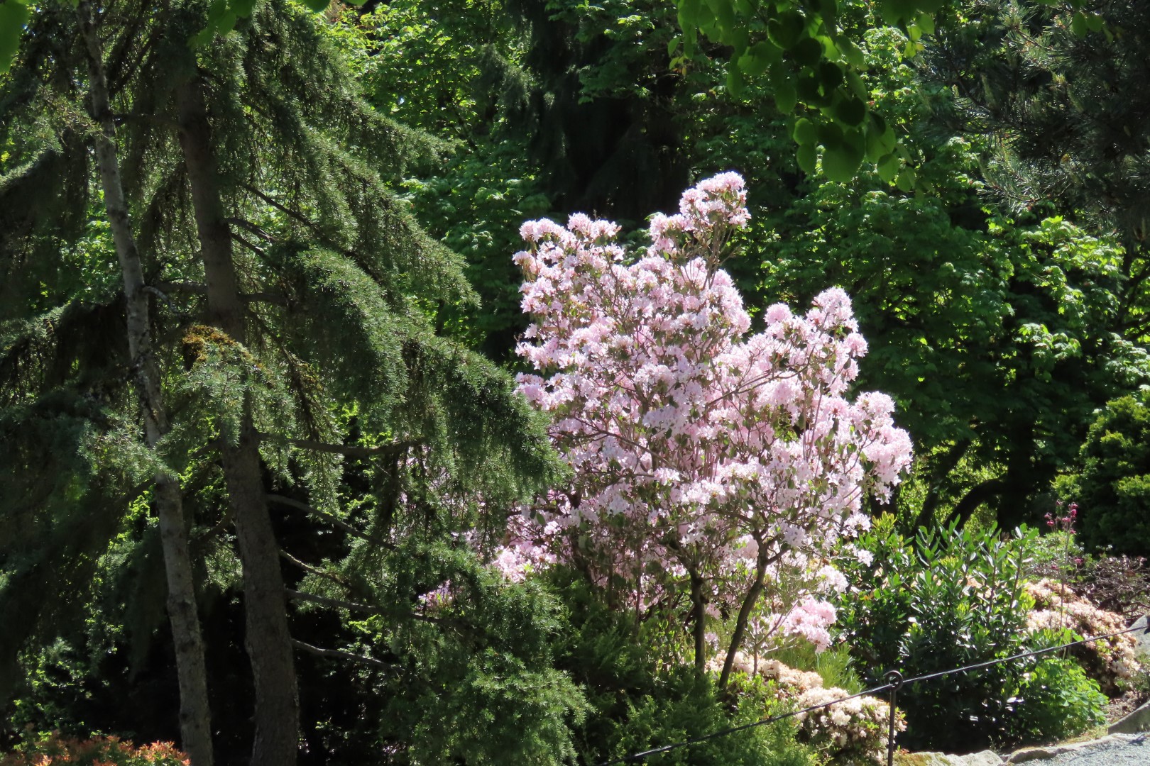 Bellevue Washington Botanical Gardens 51 of 55 (#9797)