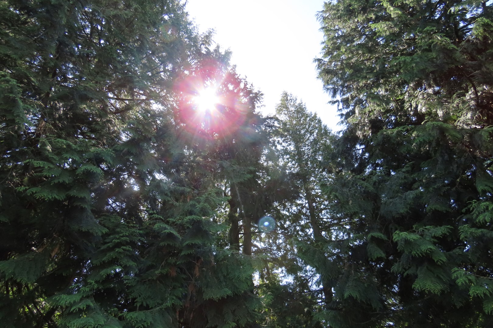 Bellevue Washington Botanical Gardens 53 of 55 (#9799)