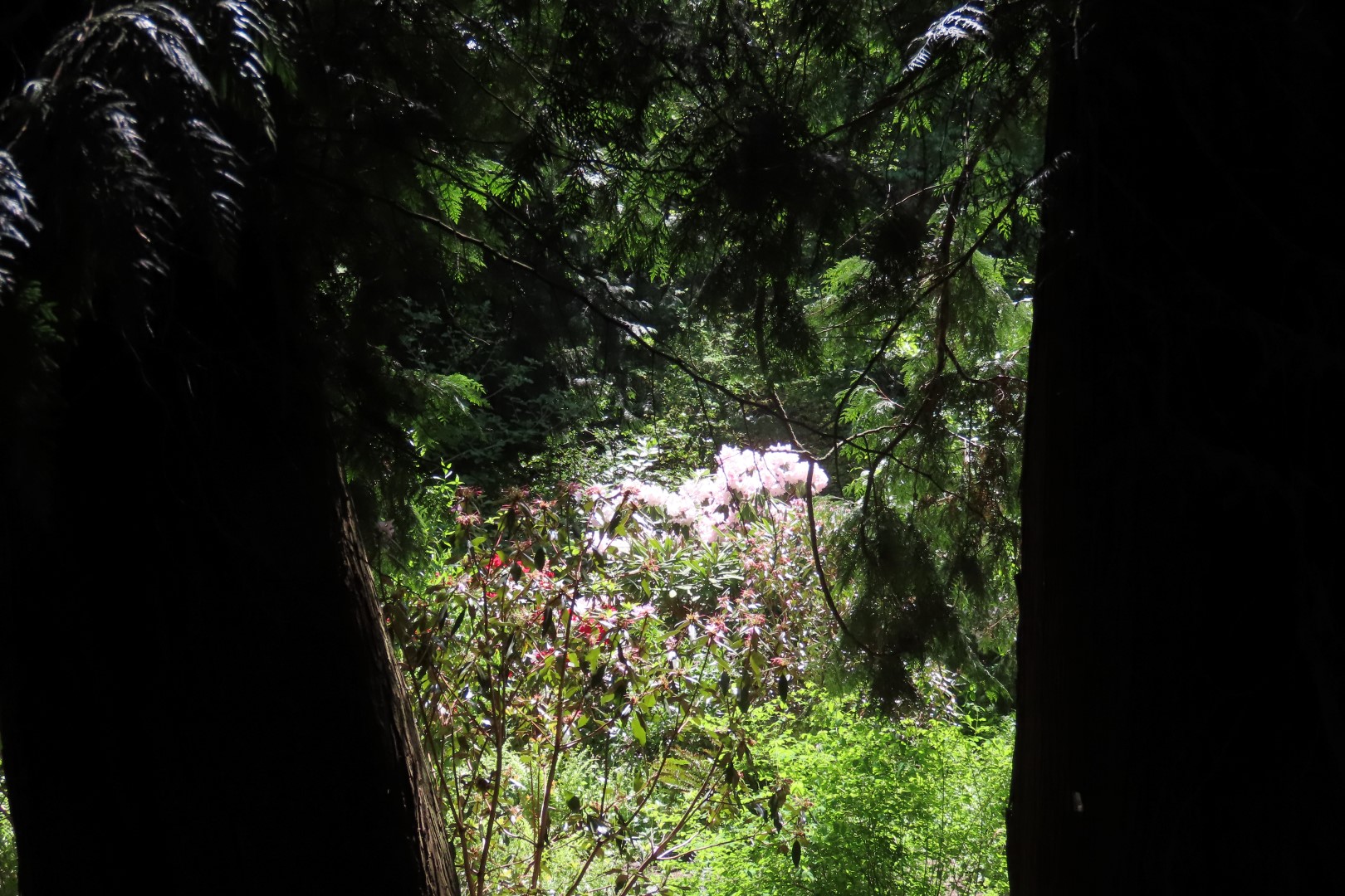 Bellevue Washington Botanical Gardens 54 of 55 (#9800)