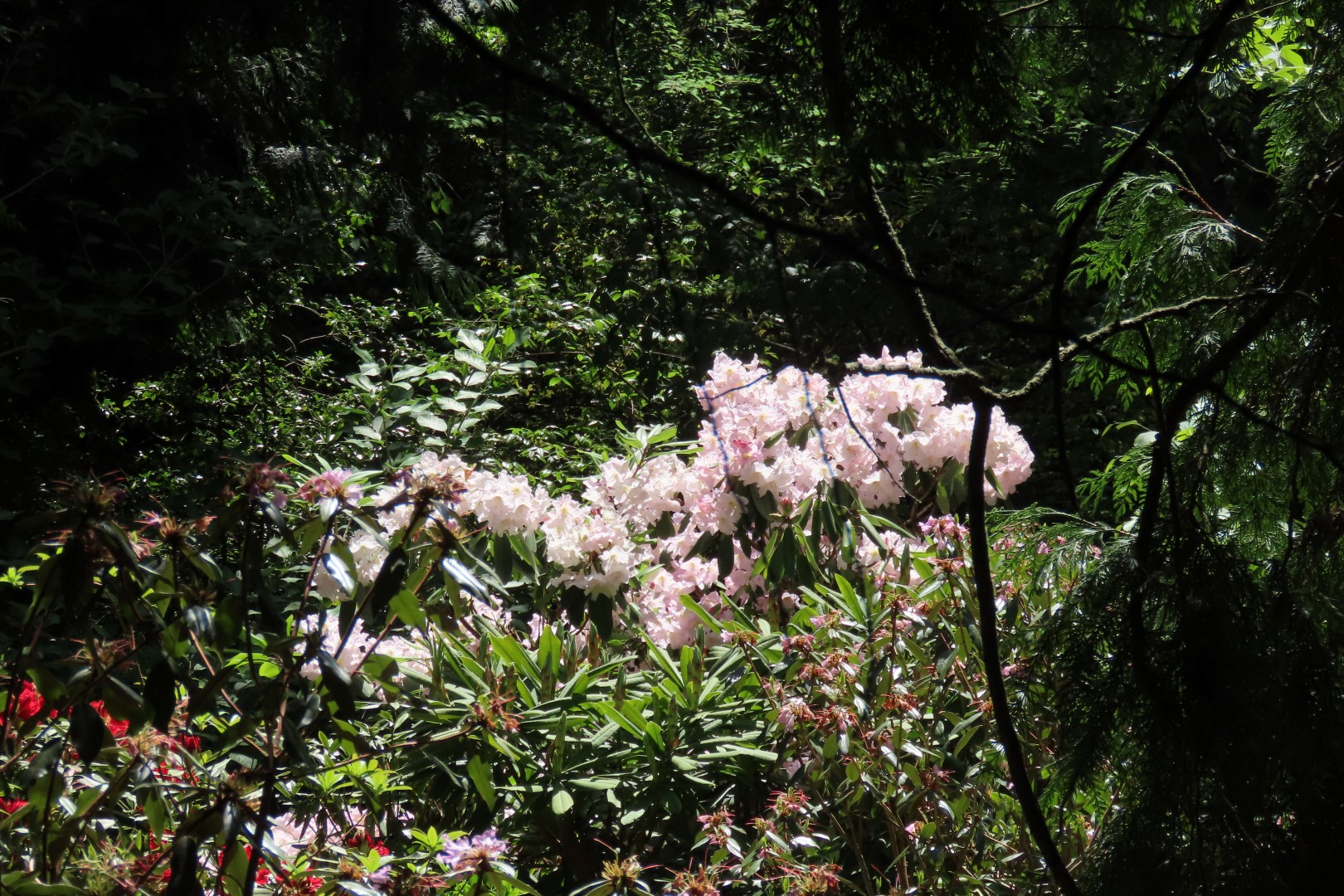 Bellevue Washington Botanical Gardens 55 of 55 (#9801)