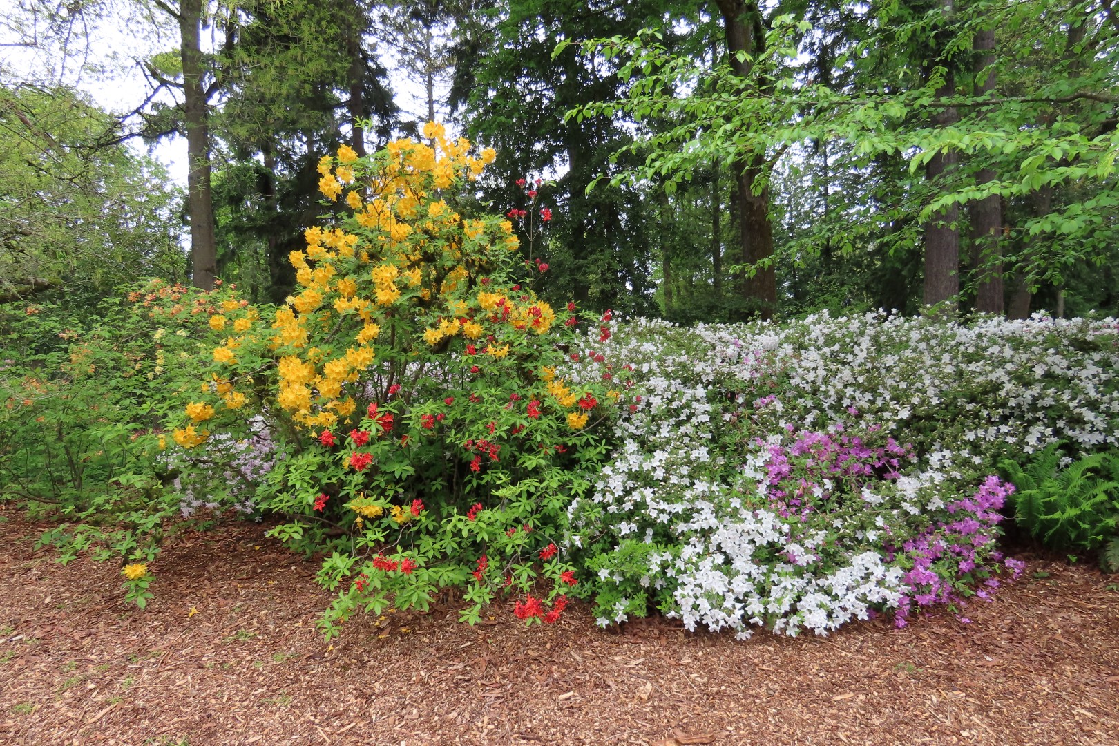 Washington University Arboretum Seattle WA  1 of 35 (#9802)