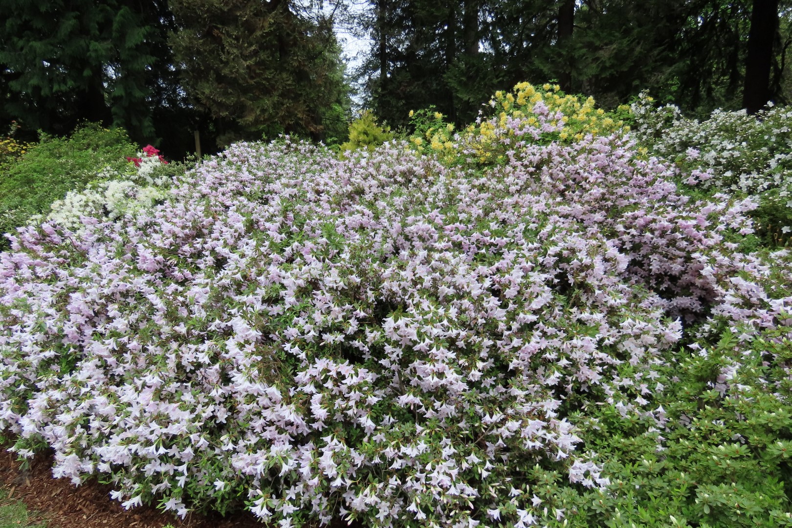 Washington University Arboretum Seattle WA  2 of 35 (#9803)