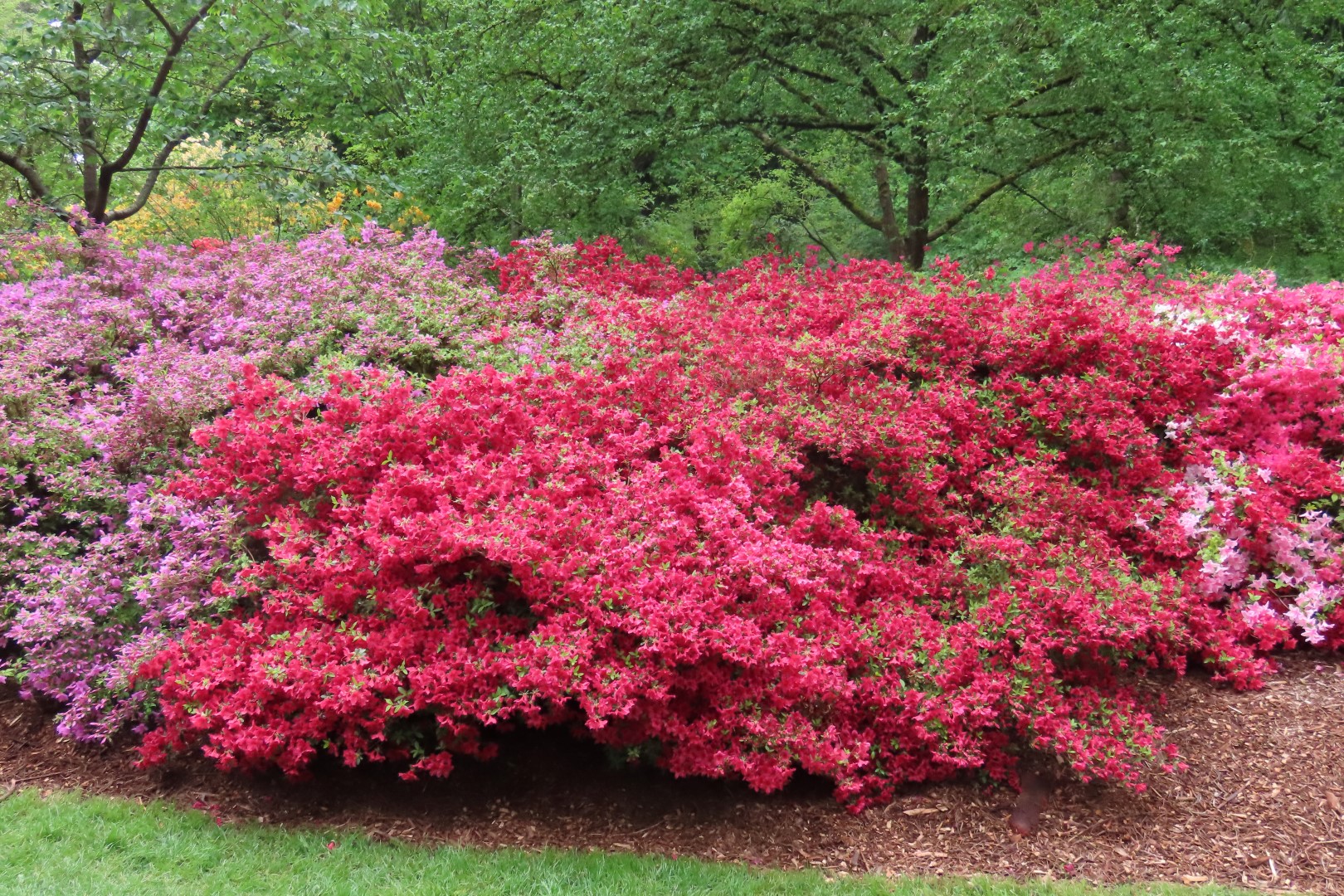 Washington University Arboretum Seattle WA  3 of 35 (#9804)