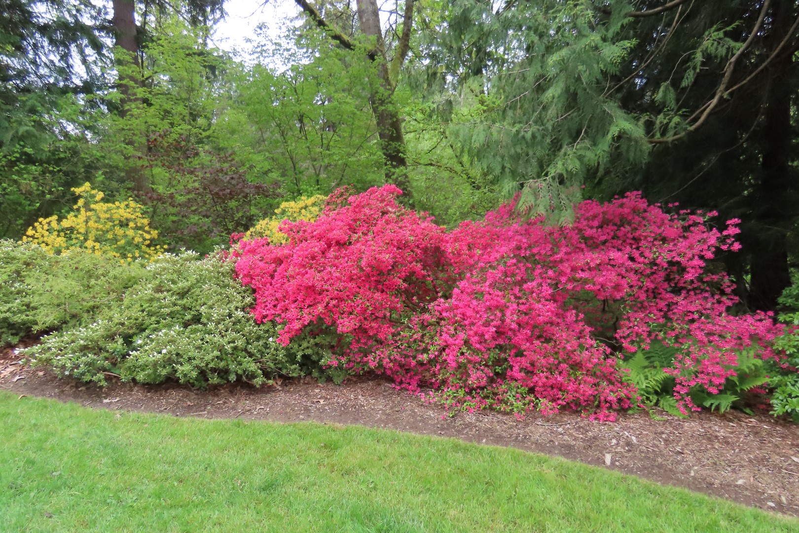 Washington University Arboretum Seattle WA  4 of 35 (#9805)