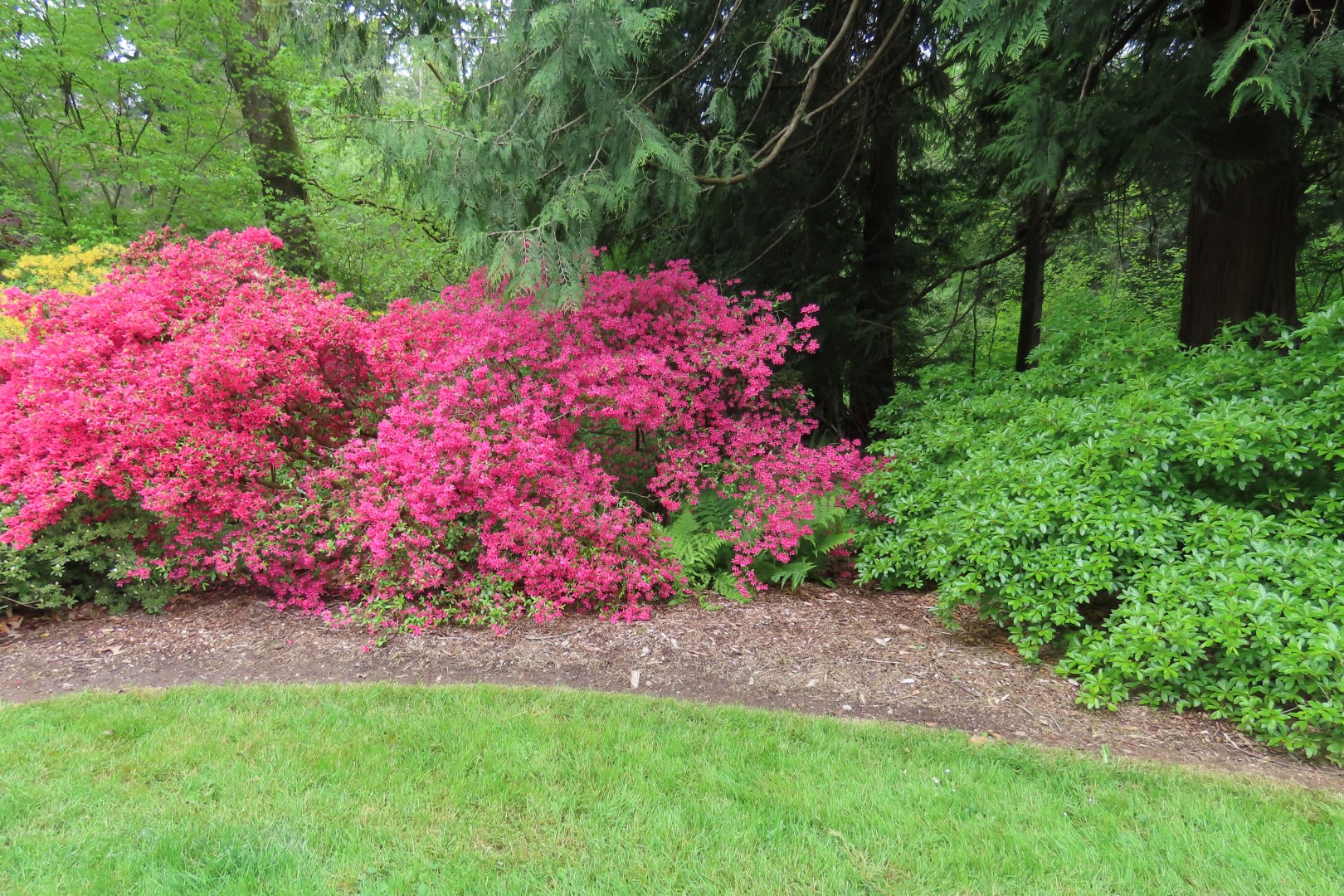 Washington University Arboretum Seattle WA  5 of 35 (#9806)