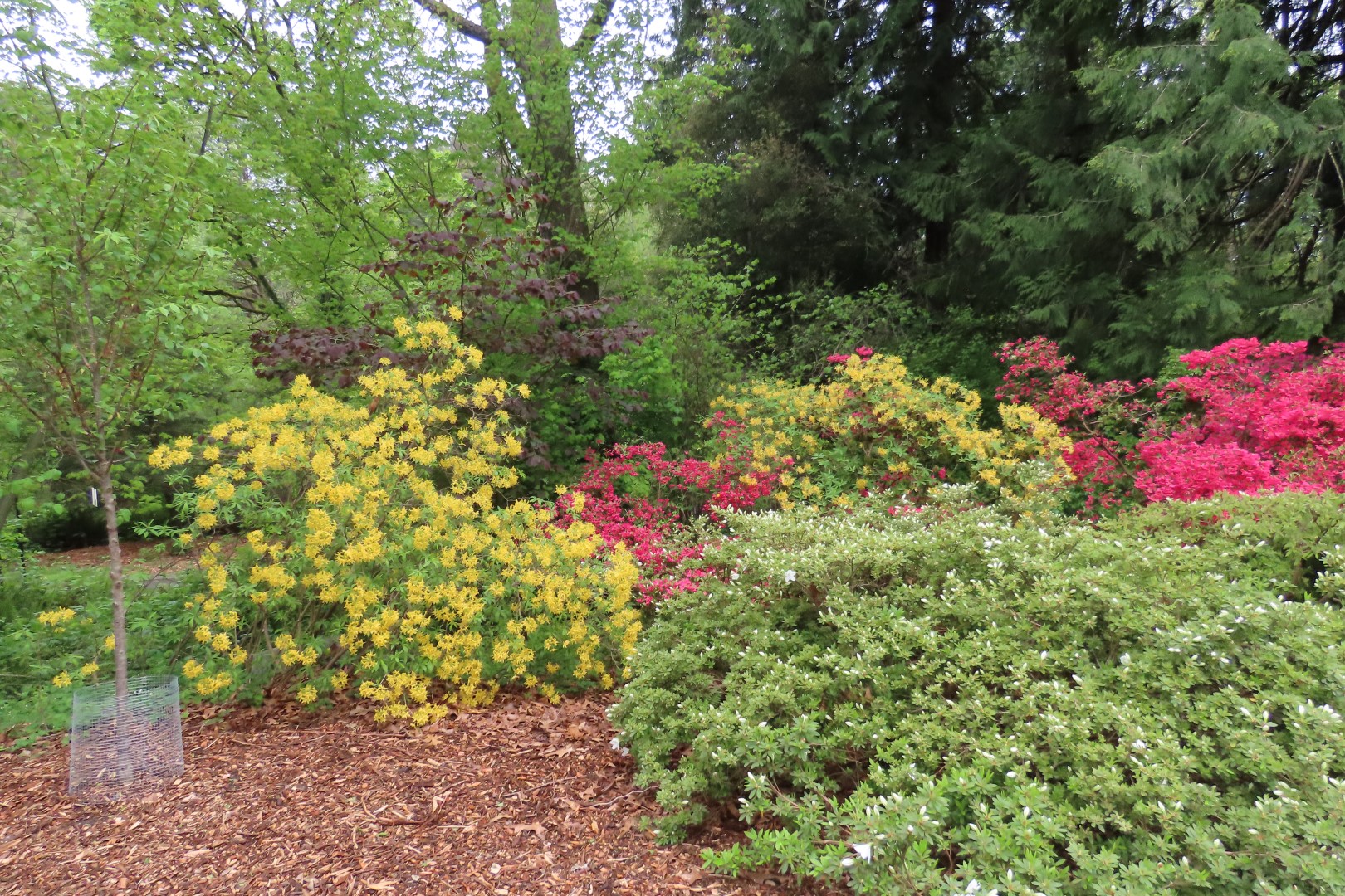 Washington University Arboretum Seattle WA  6 of 35 (#9807)