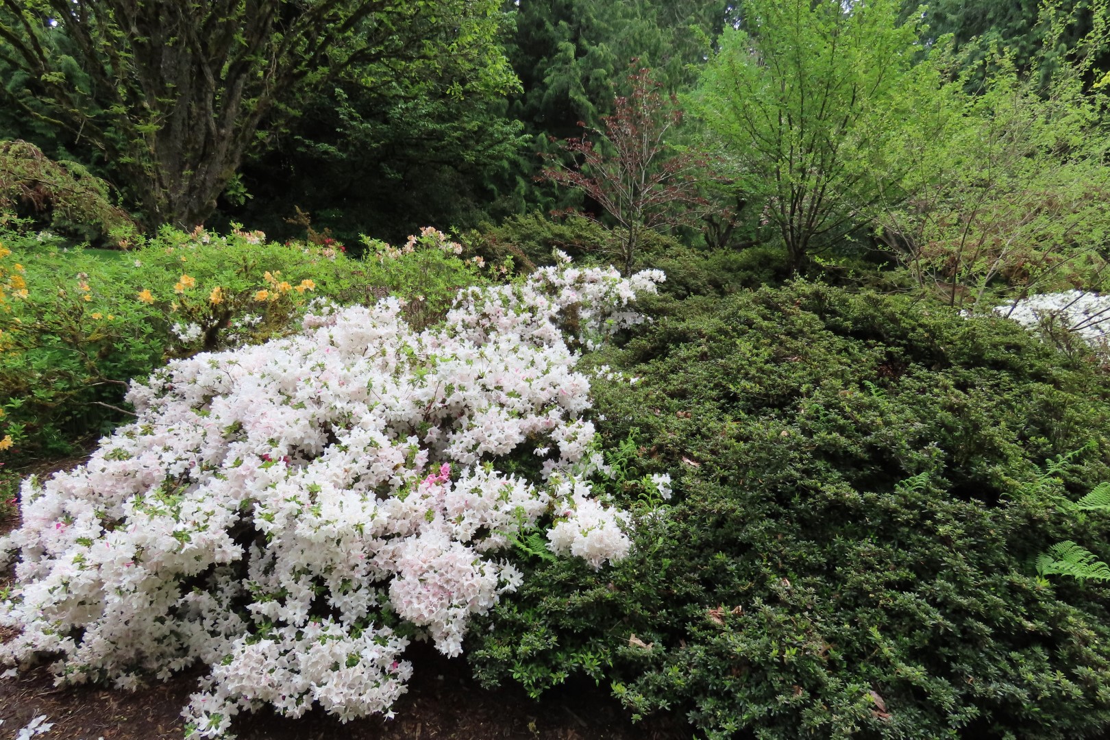 Washington University Arboretum Seattle WA  8 of 35 (#9809)