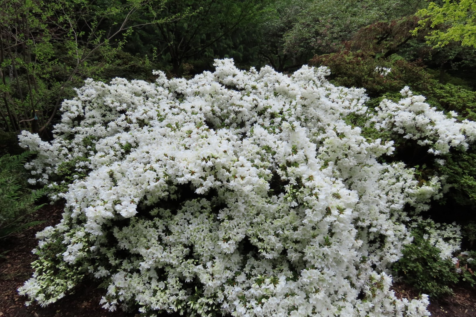 Washington University Arboretum Seattle WA  9 of 35 (#9810)