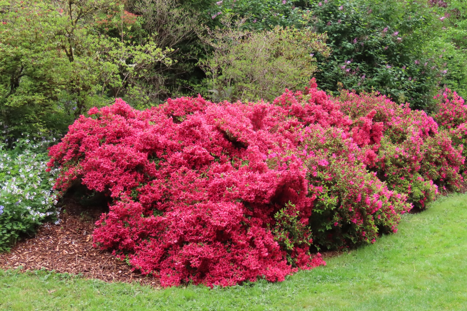 Washington University Arboretum Seattle WA 10 of 35 (#9811)