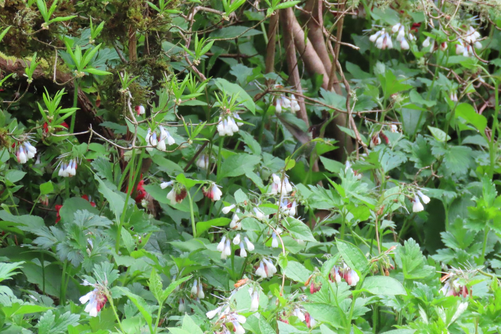 Washington University Arboretum Seattle WA 11 of 35 (#9812)