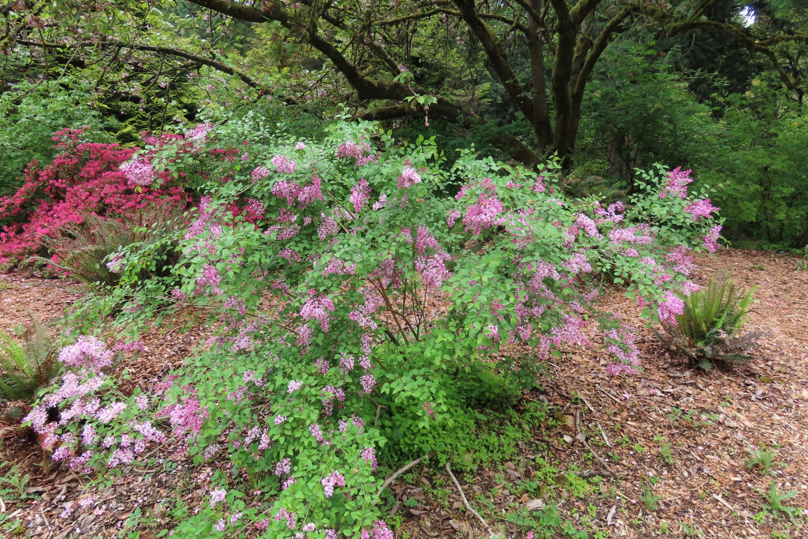 Washington University Arboretum Seattle WA 12 of 35 (#9813)