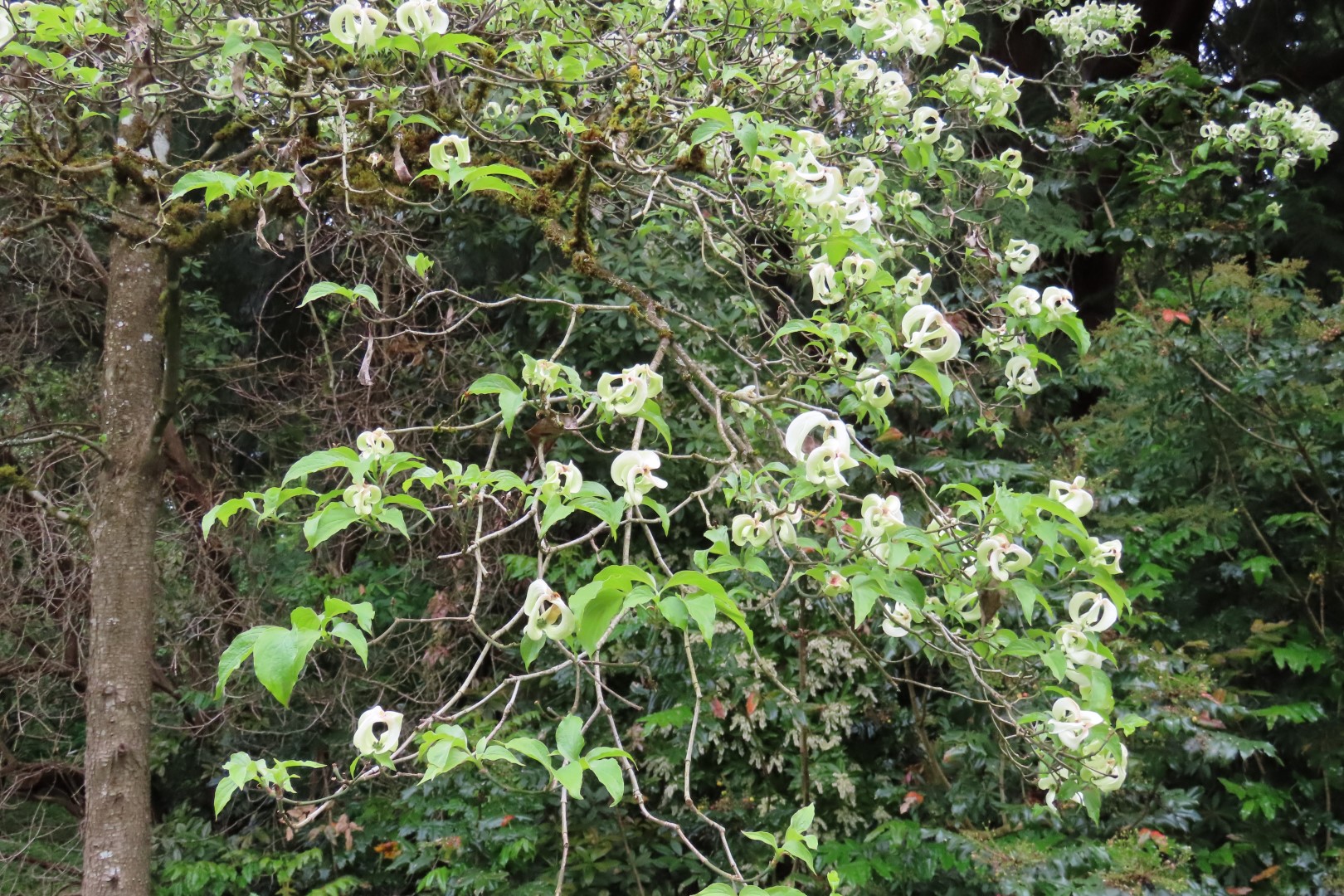 Washington University Arboretum Seattle WA 13 of 35 (#9814)