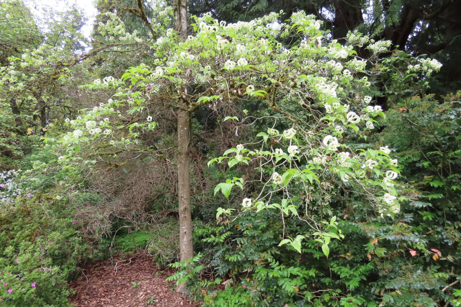 Washington University Arboretum Seattle WA 14 of 35 (#9815)