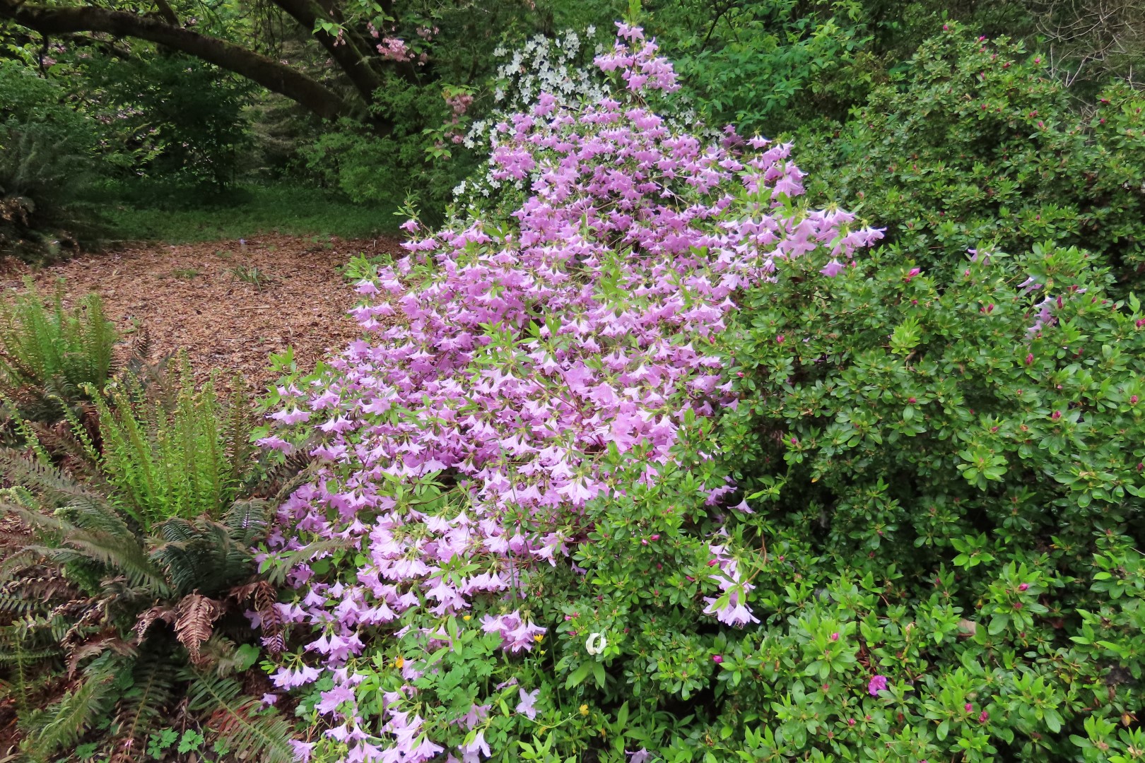 Washington University Arboretum Seattle WA 15 of 35 (#9816)