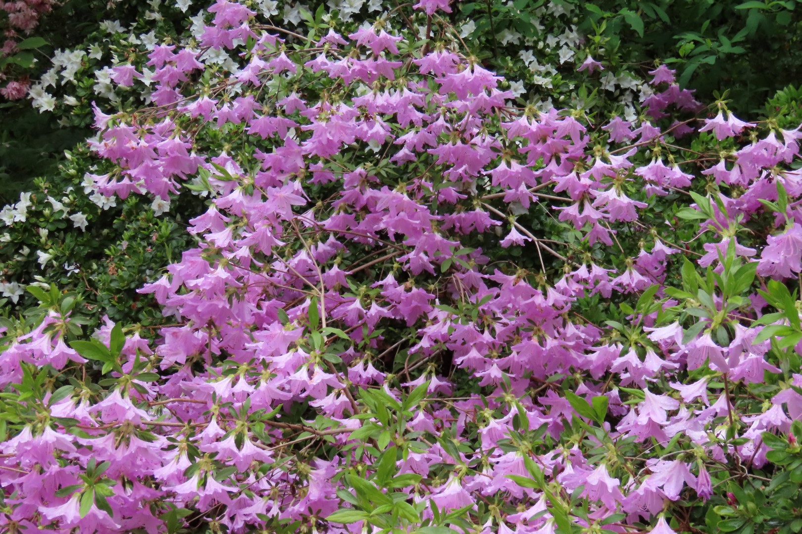 Washington University Arboretum Seattle WA 16 of 35 (#9817)