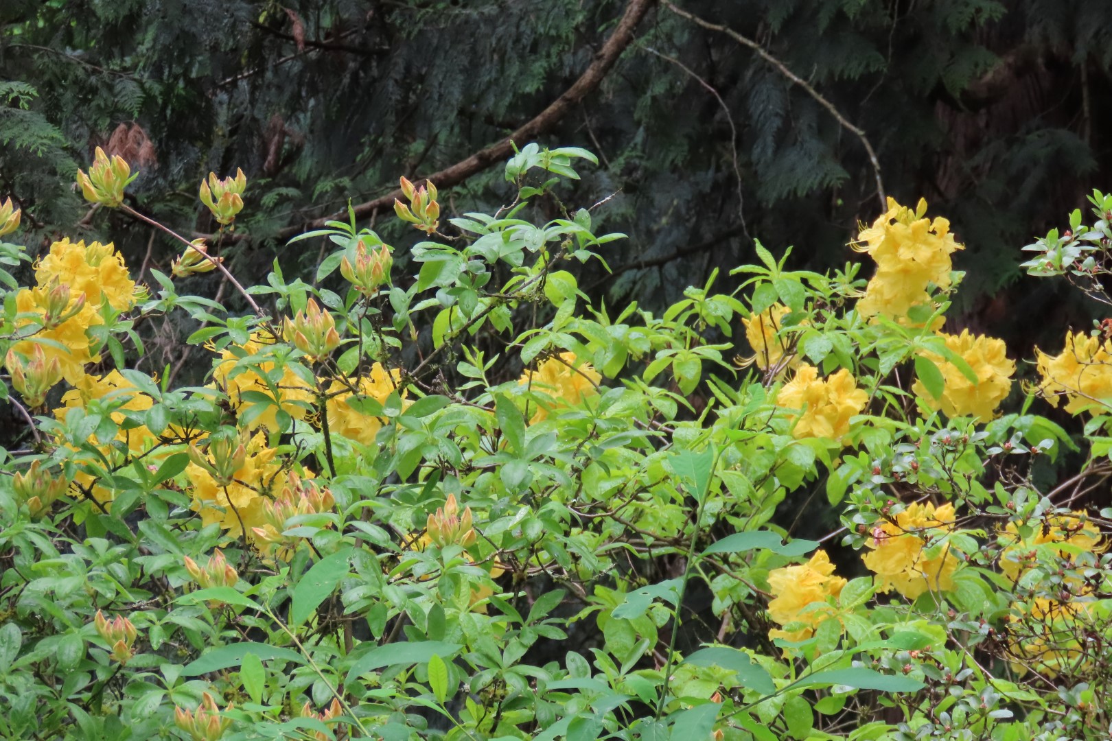 Washington University Arboretum Seattle WA 17 of 35 (#9818)