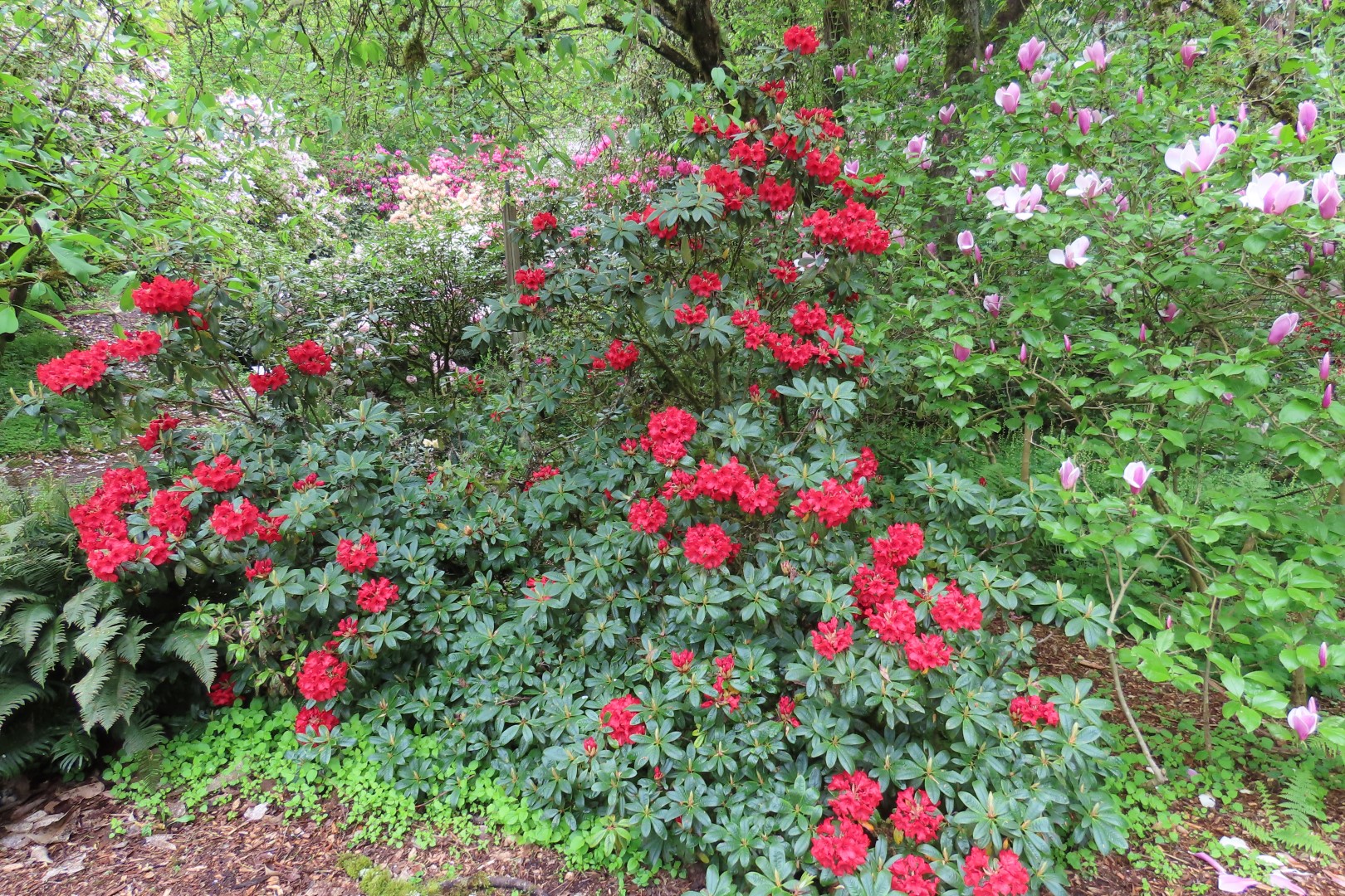 Washington University Arboretum Seattle WA 18 of 35 (#9819)