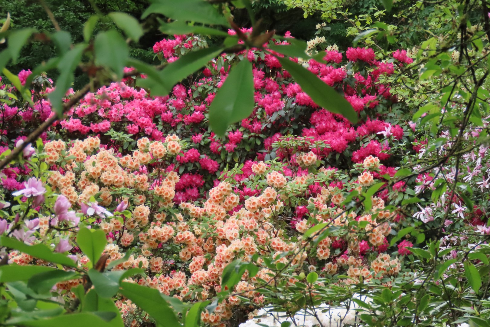 Washington University Arboretum Seattle WA 19 of 35 (#9820)