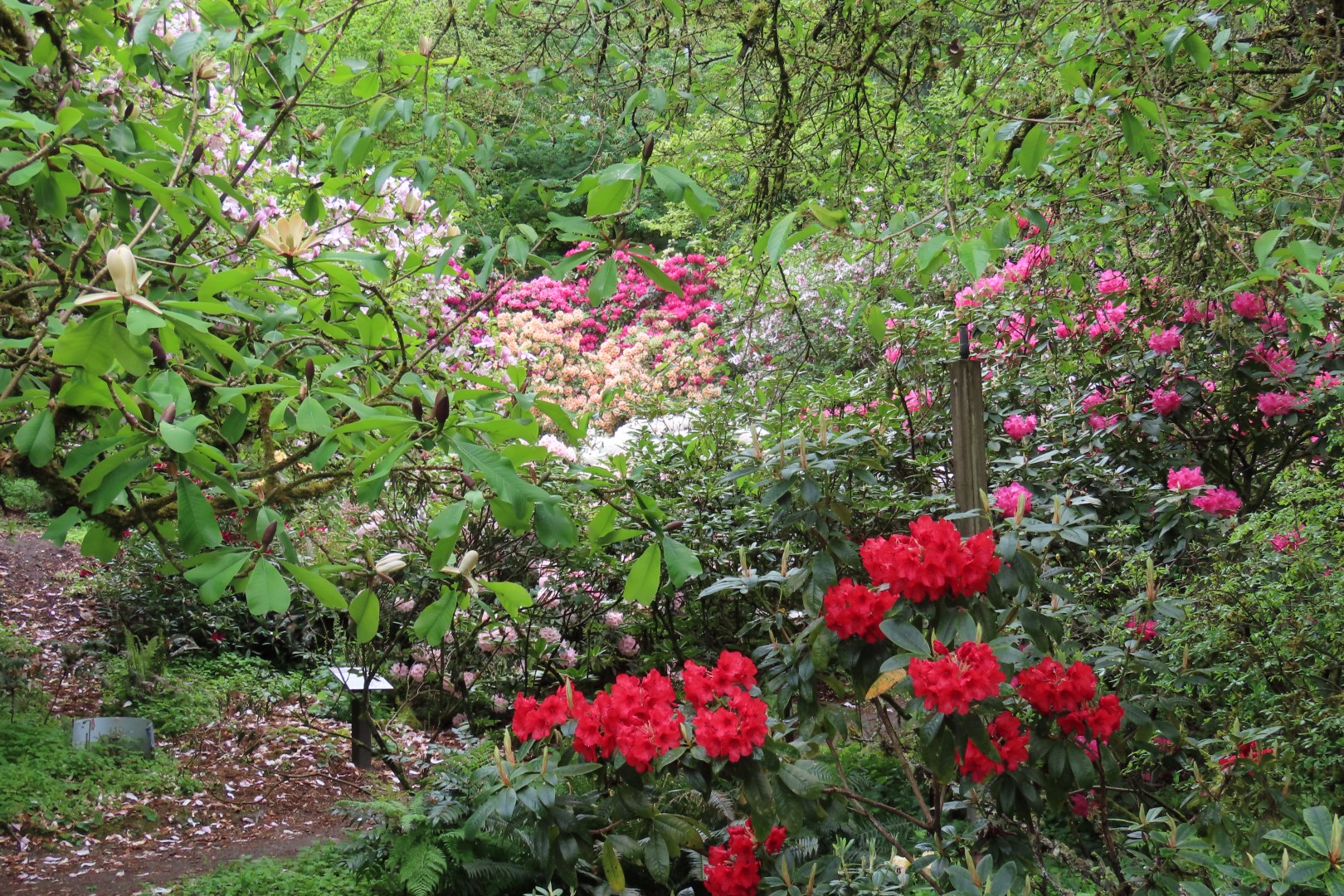 Washington University Arboretum Seattle WA 20 of 35 (#9821)