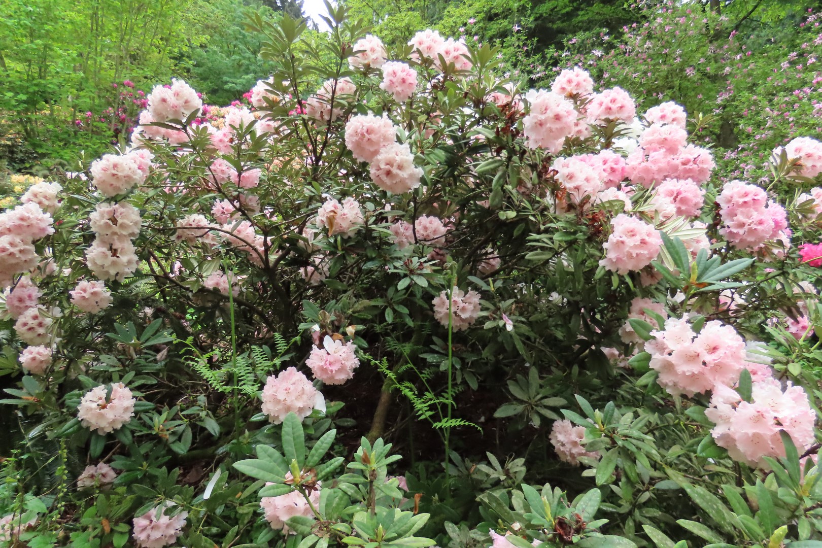 Washington University Arboretum Seattle WA 21 of 35 (#9822)