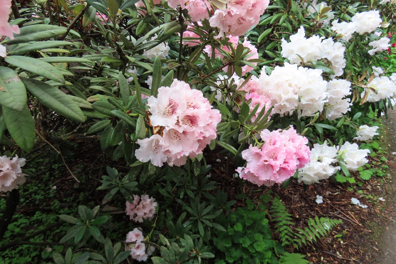 Washington University Arboretum Seattle WA 23 of 35 (#9824)