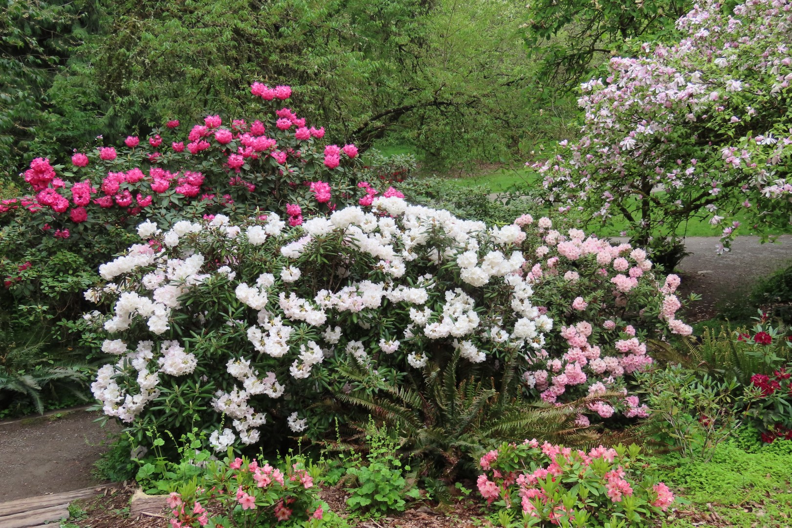 Washington University Arboretum Seattle WA 25 of 35 (#9826)