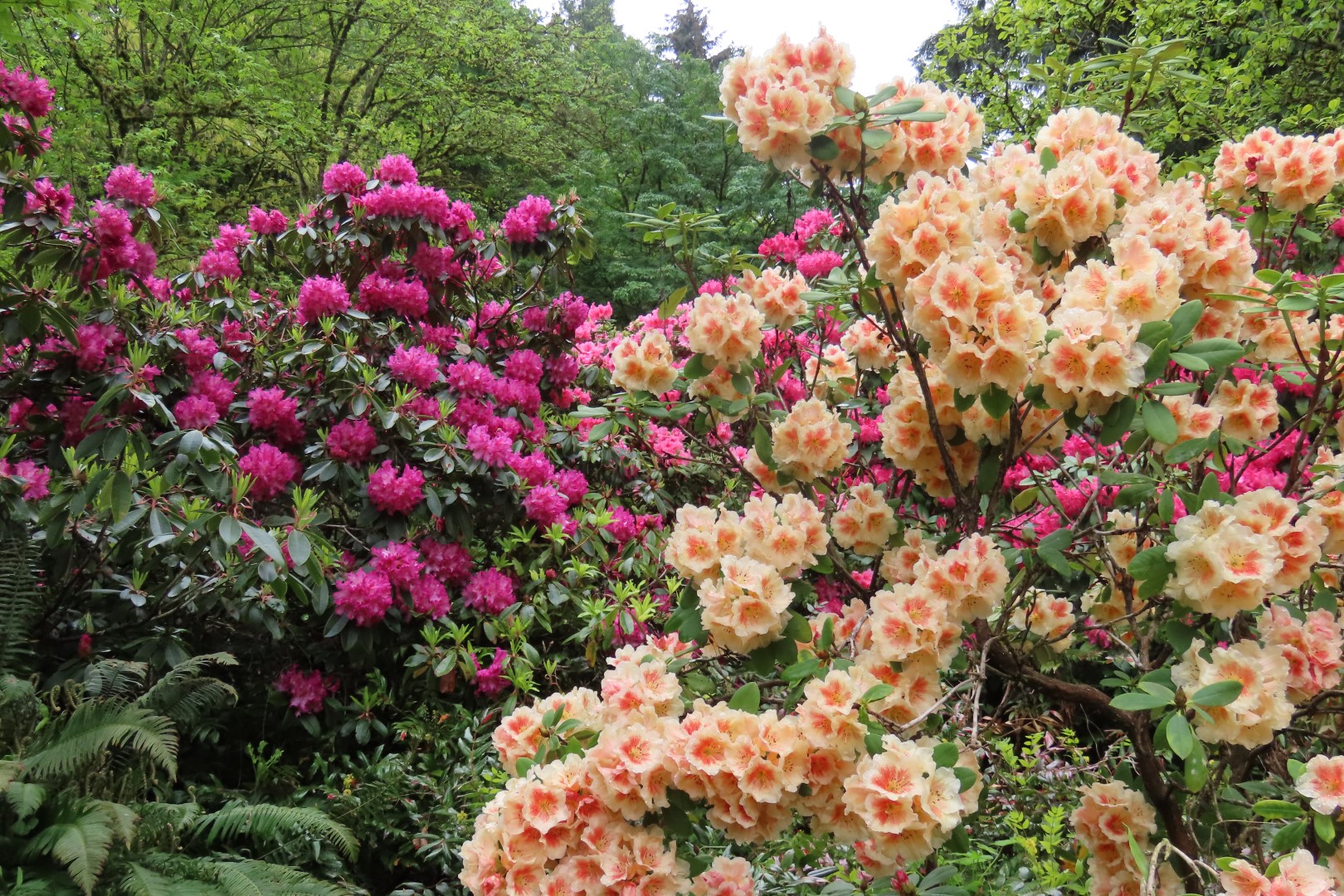 Washington University Arboretum Seattle WA 26 of 35 (#9827)