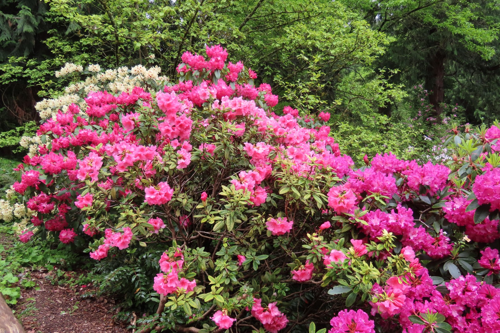 Washington University Arboretum Seattle WA 27 of 35 (#9828)