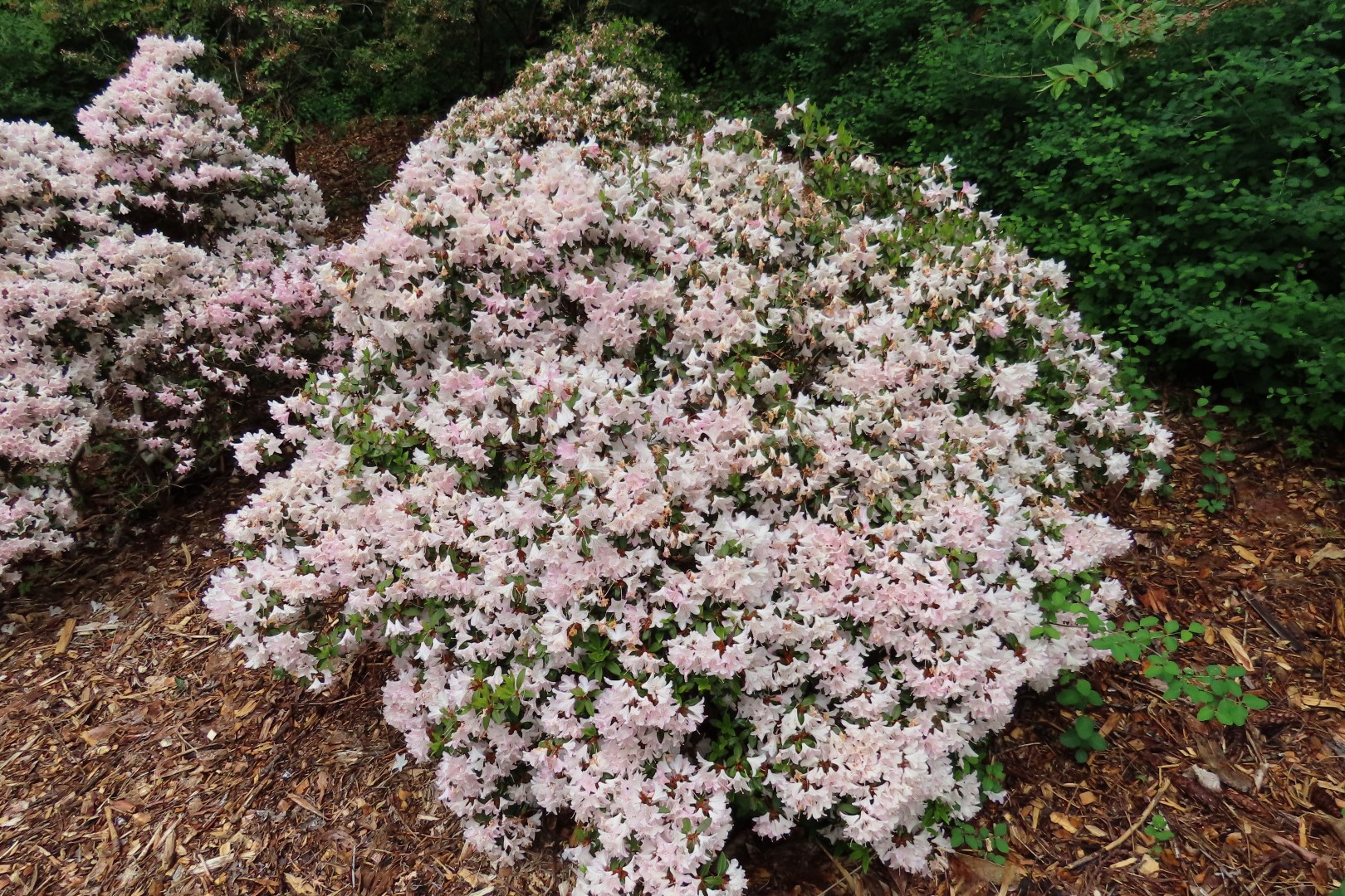 Washington University Arboretum Seattle WA 28 of 35 (#9829)