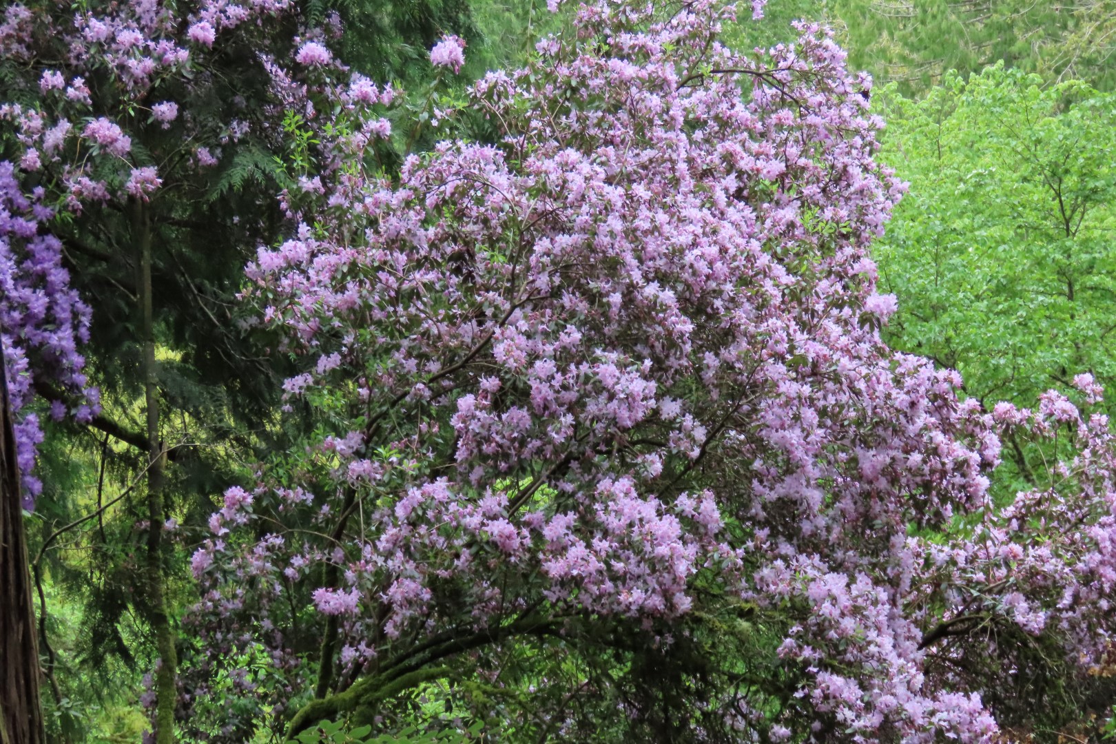 Washington University Arboretum Seattle WA 29 of 35 (#9830)