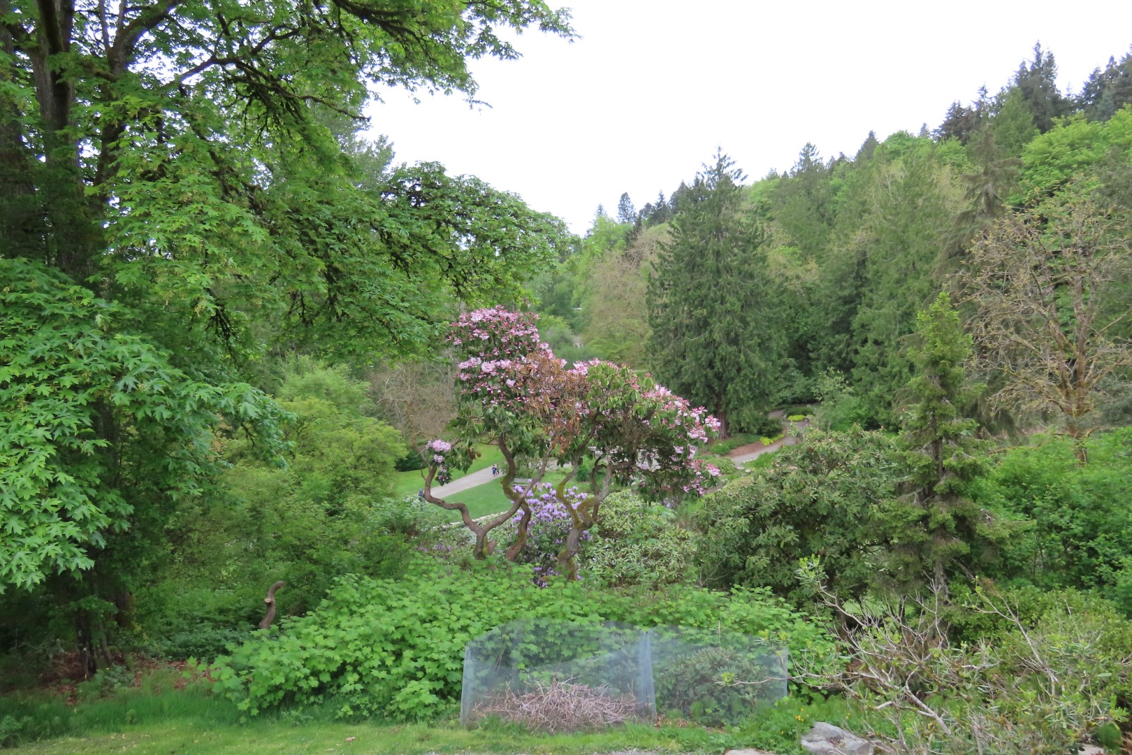 Washington University Arboretum Seattle WA 30 of 35 (#9831)