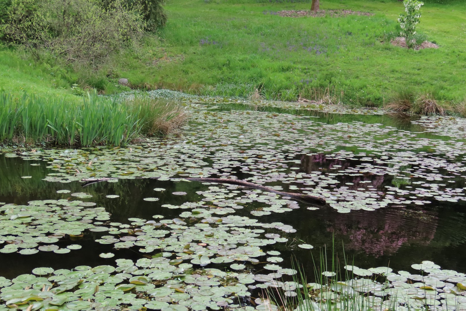 Washington University Arboretum Seattle WA 31 of 35 (#9832)