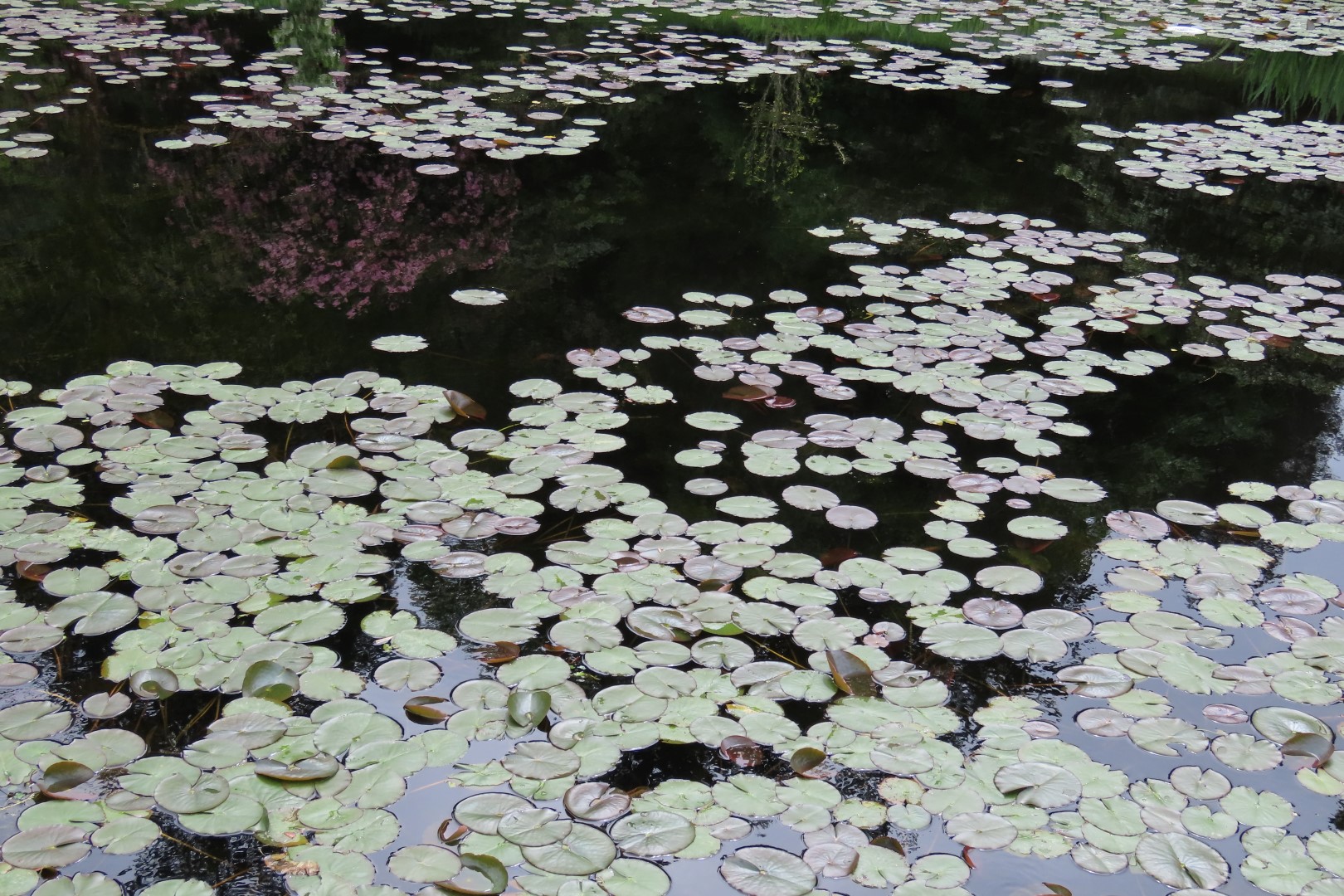 Washington University Arboretum Seattle WA 32 of 35 (#9833)