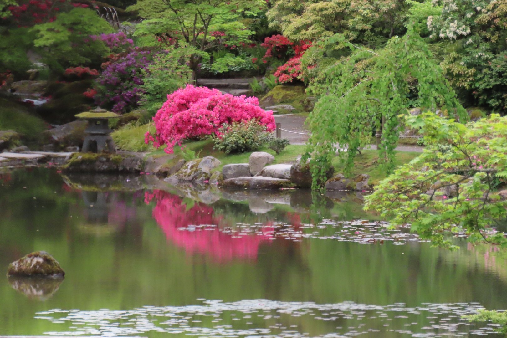 Washington University Arboretum Seattle WA 35 of 35 (#9837)